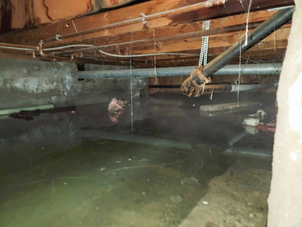 Best Water damage contractors near me  in Colonial Heights, VA